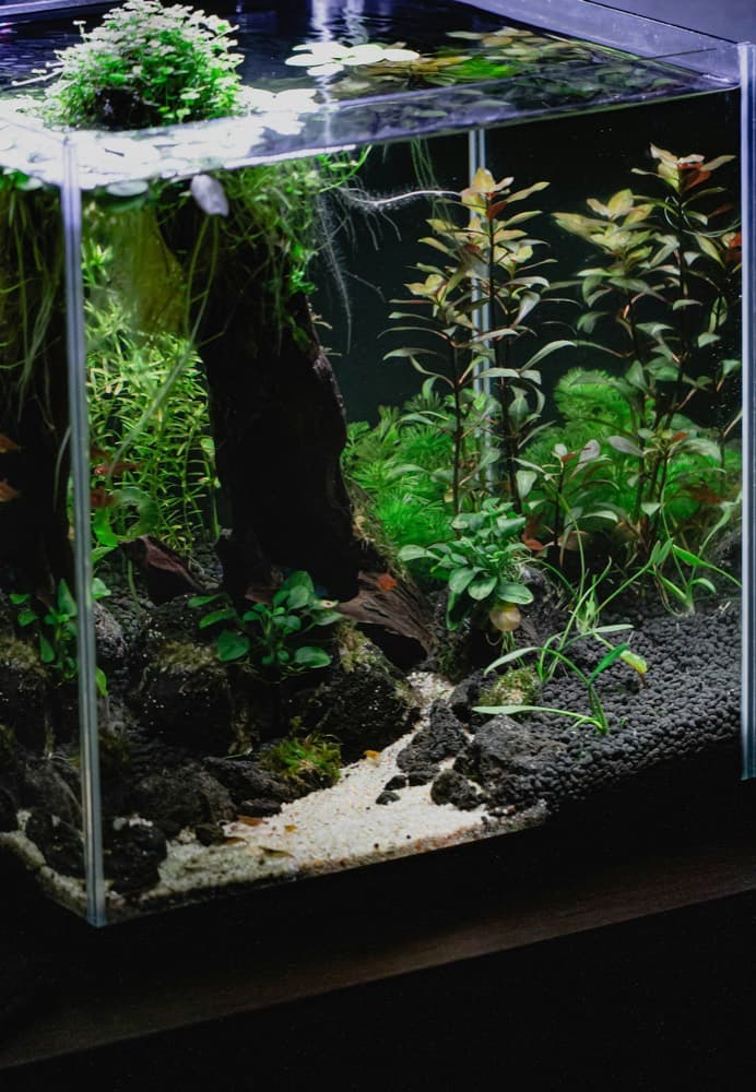 Ração para Kinguio Gran Pote 150 g – Ocean Tech