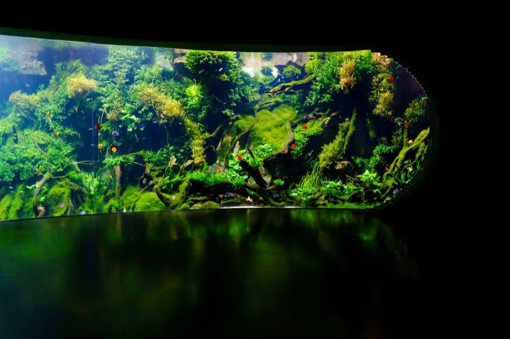 Ração para Kinguio Gran 30 g – Ocean Tech