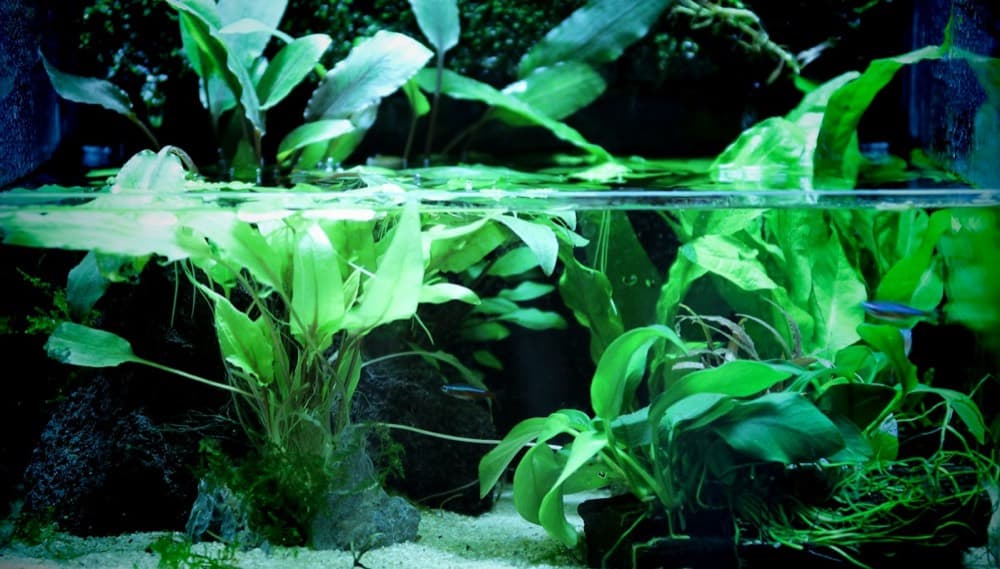 Ração Tropicais Flocos 10 g