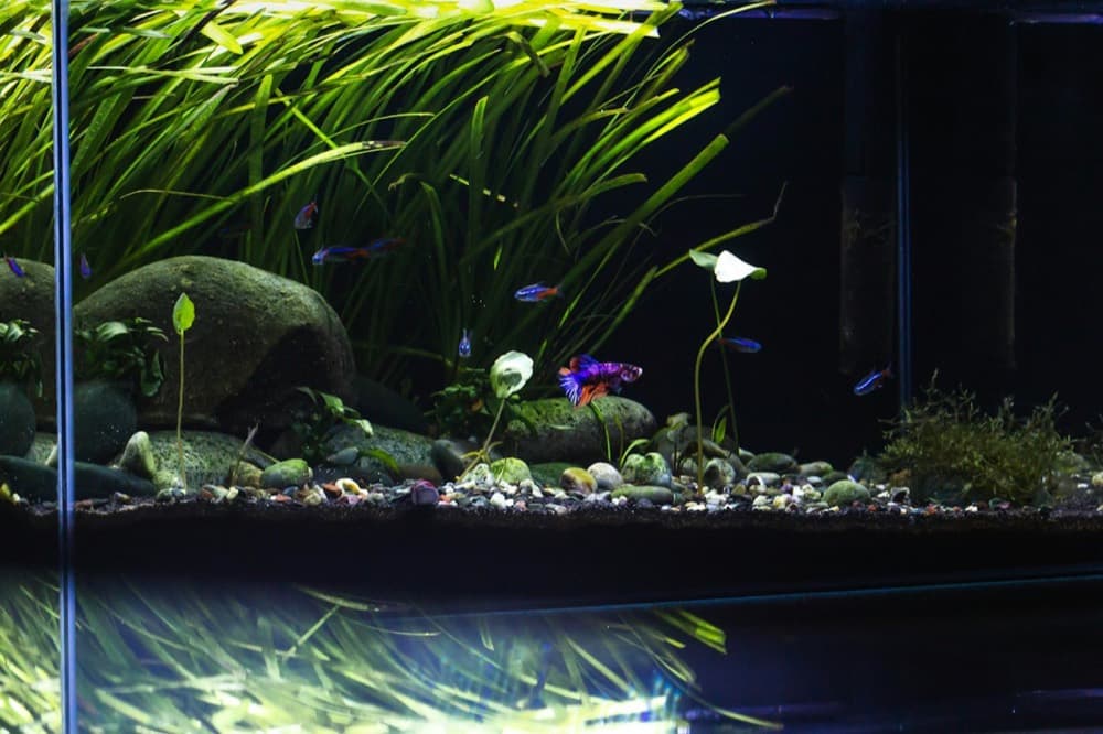 Rocha Seiryu Stone 10–20 cm – Ocean Tech